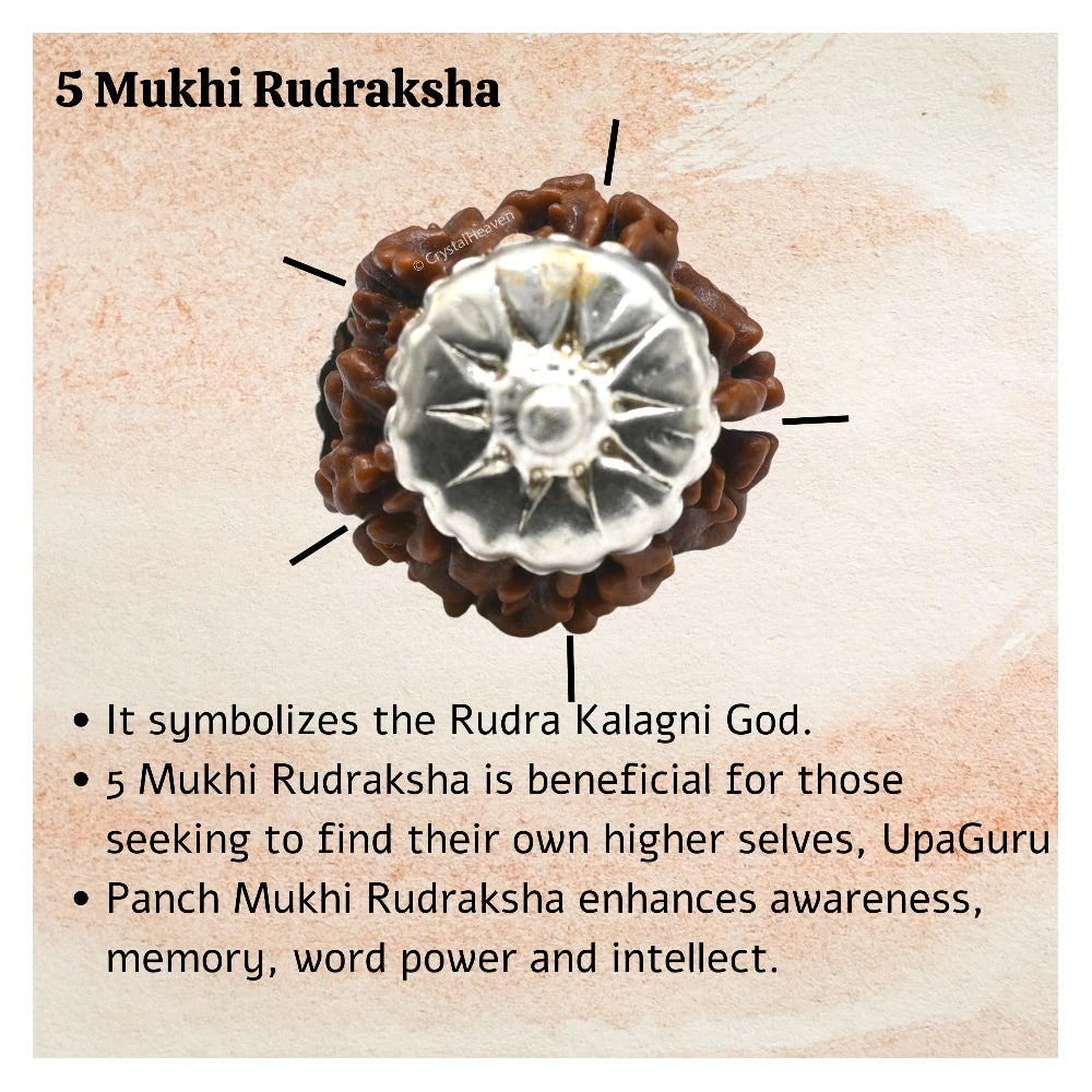 5 Mukhi Rudraksha Pendant (Siver)