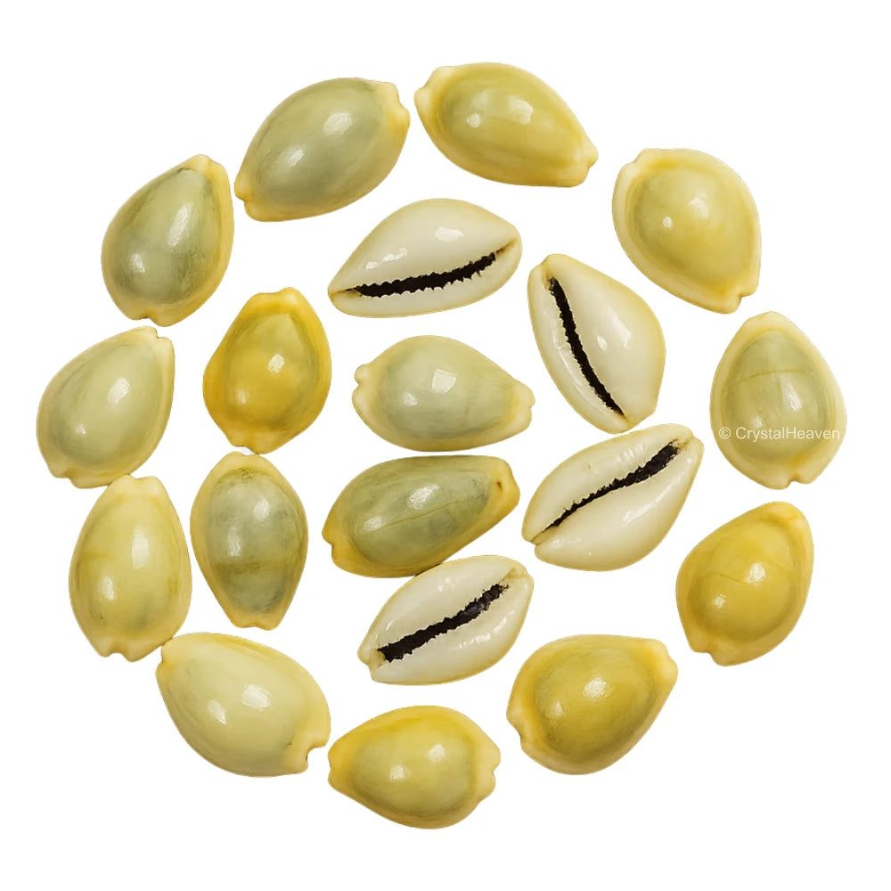 Kodi Cowrie Shell - Large (Set of 11)