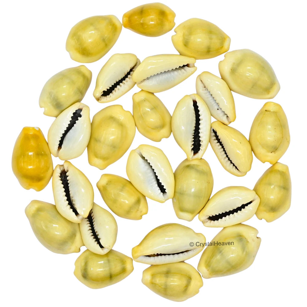 Kodi Cowrie Shell (21 Pieces)
