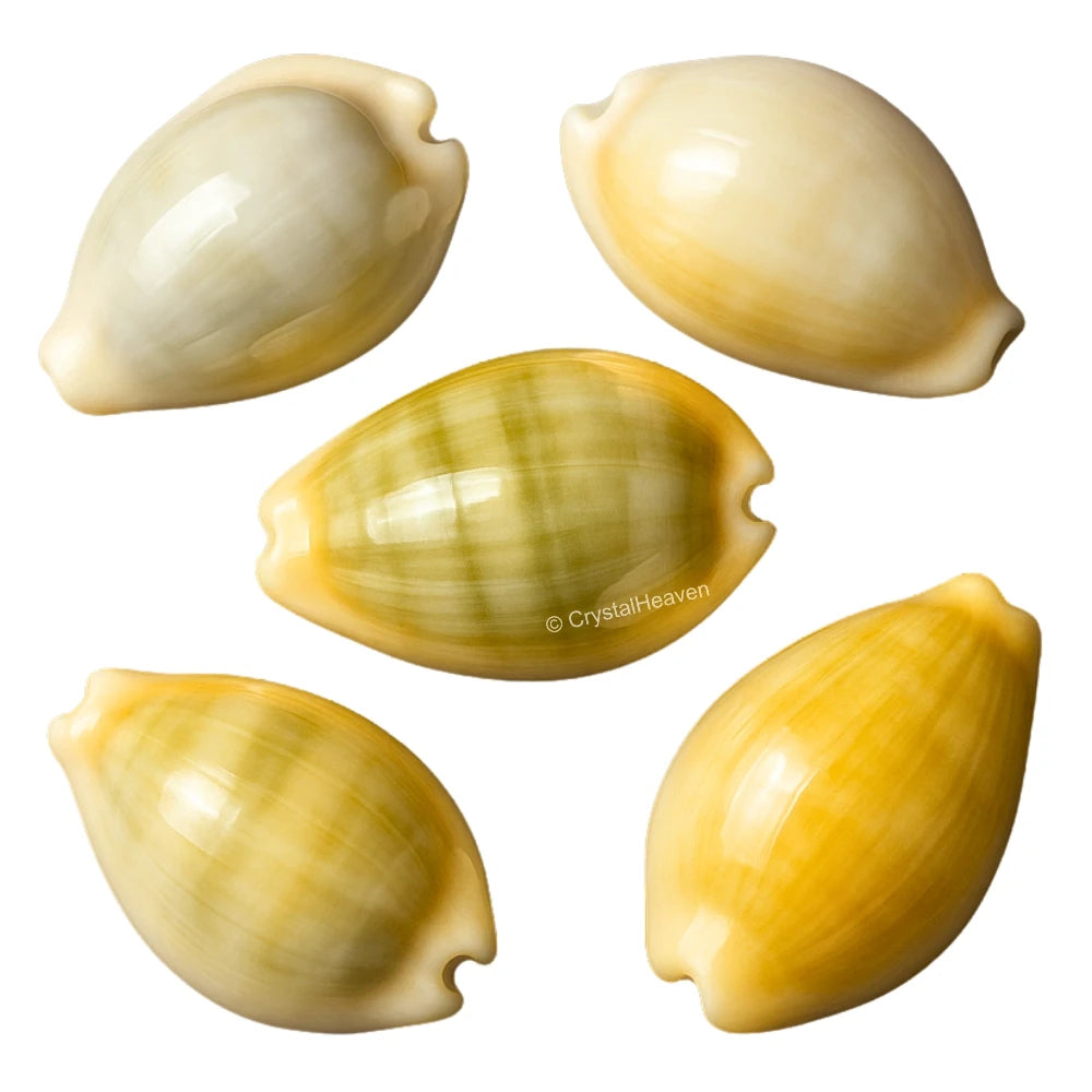 Kodi Cowrie Shell - Large (Set of 5)