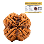 4 Mukhi Rudraksha - Certified