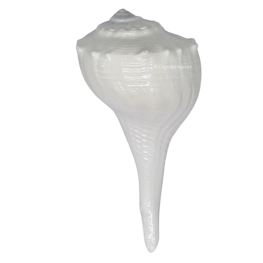 Dakshinavarti Shankh Conch Shell (2" INCH)