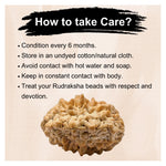 2 Mukhi Rudraksha - Certified