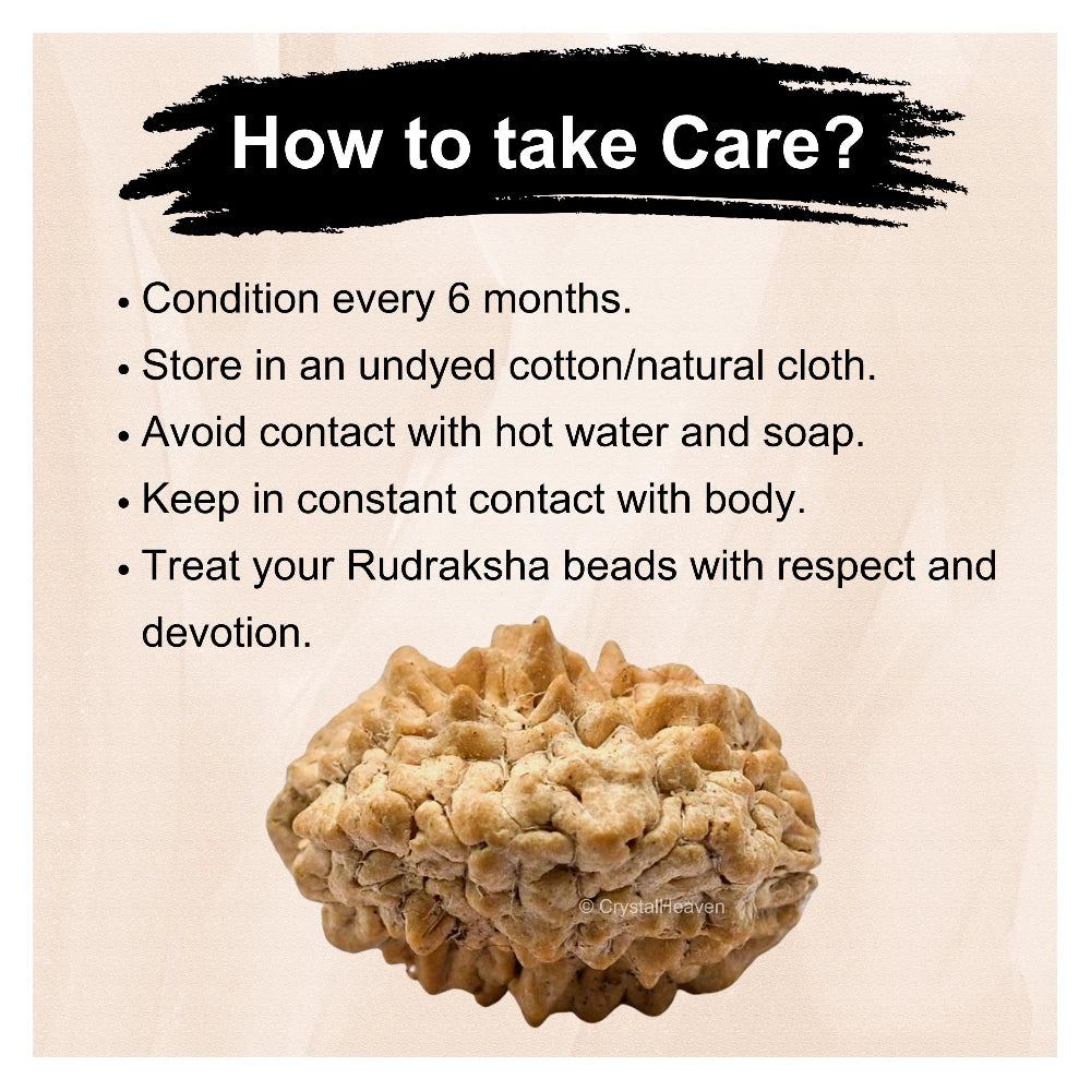 2 Mukhi Rudraksha - Certified