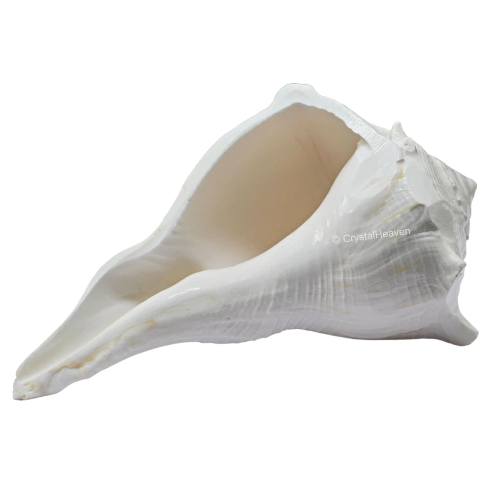 Dakshinavarti Shankh Conch Shell (3" to 4" INCH)