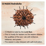 12 Mukhi Rudraksha - Certified
