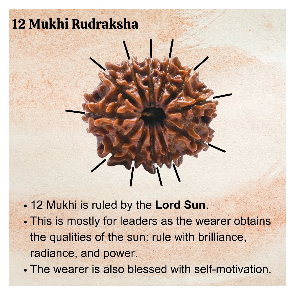 12 Mukhi Rudraksha - Certified