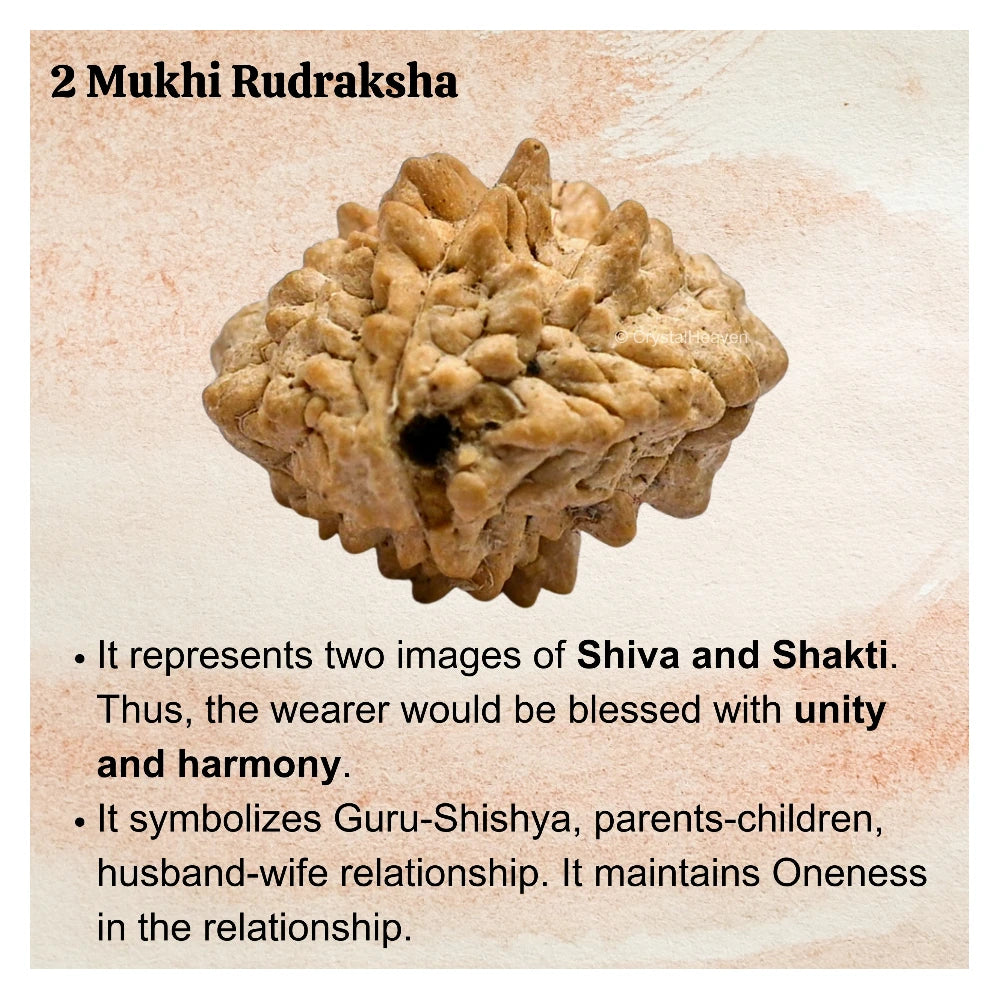 2 Mukhi Rudraksha - Certified