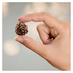 3 Mukhi Rudraksha - Certified