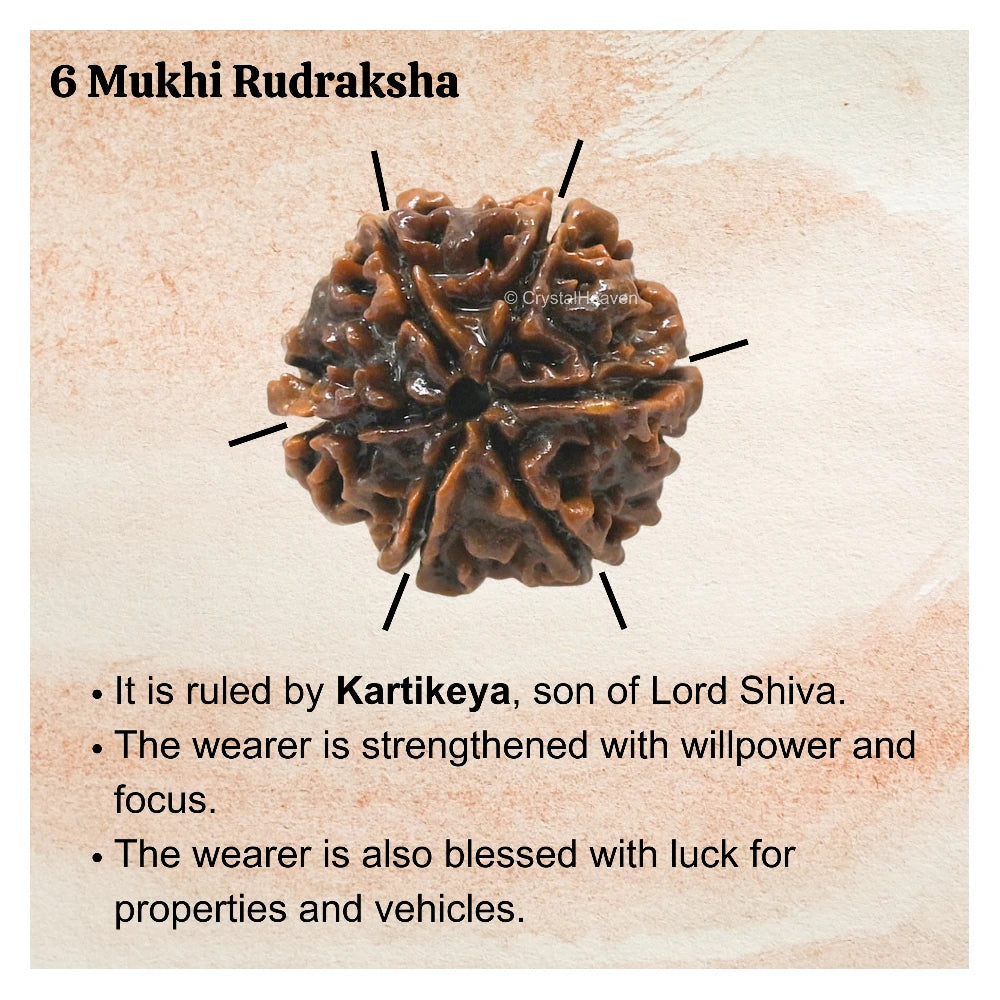 6 Mukhi Rudraksha - Certified