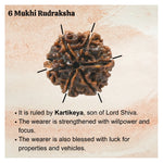 6 Mukhi Rudraksha - Certified
