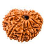 11 Mukhi Rudraksha - Certified
