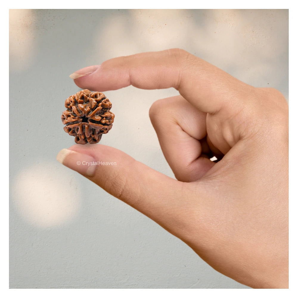 5 Mukhi Rudraksha - Certified