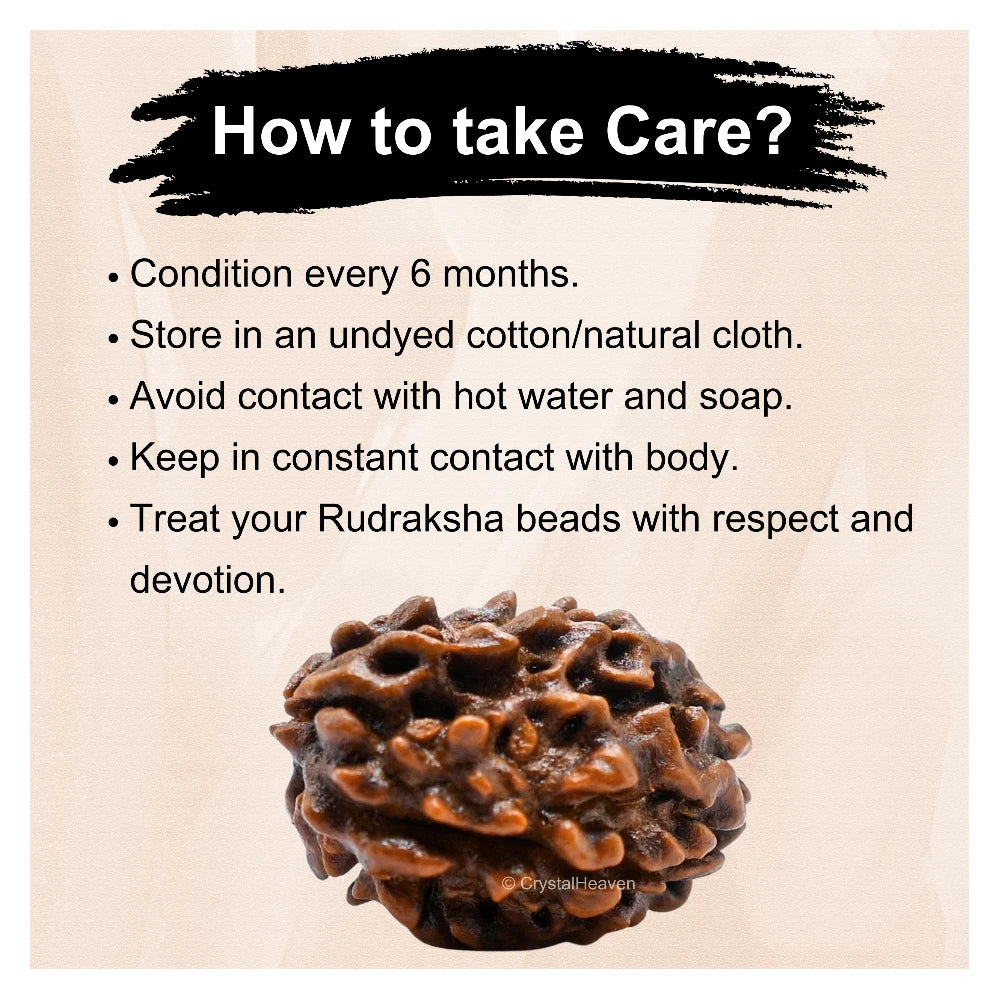 3 Mukhi Rudraksha - Certified