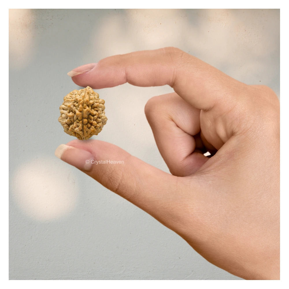 2 Mukhi Rudraksha - Certified
