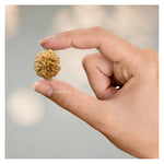 2 Mukhi Rudraksha - Certified