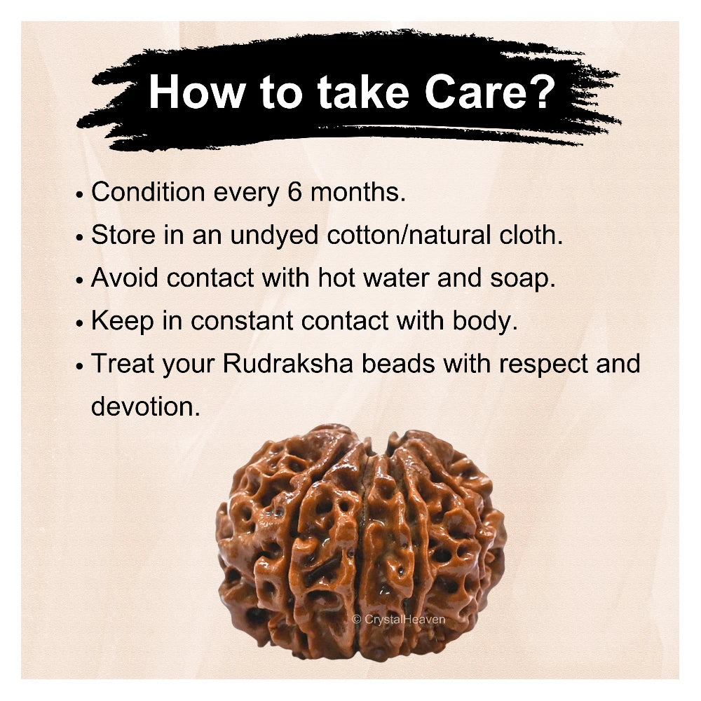 10 Mukhi Rudraksha - Certified