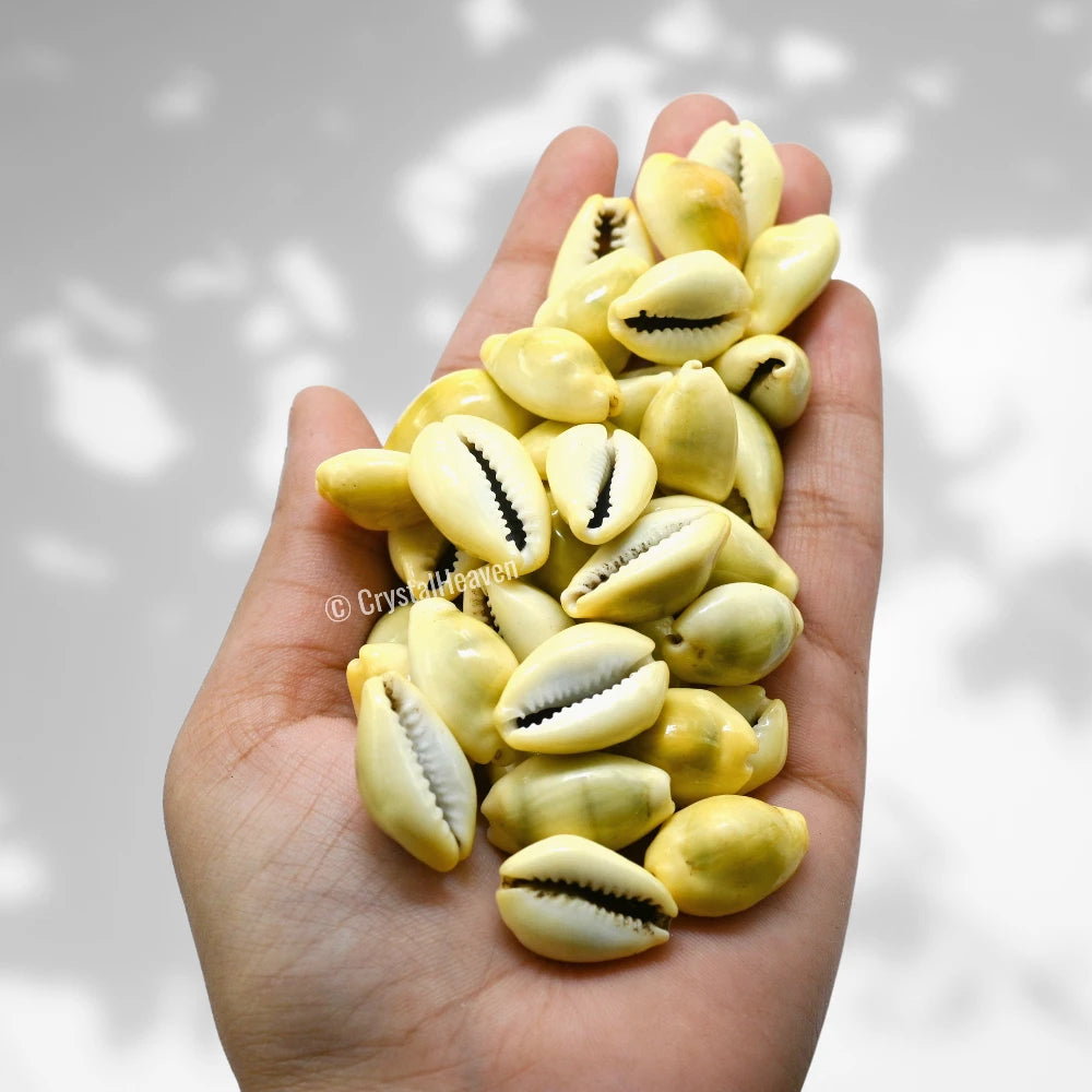 Kodi Cowrie Shell (21 Pieces)