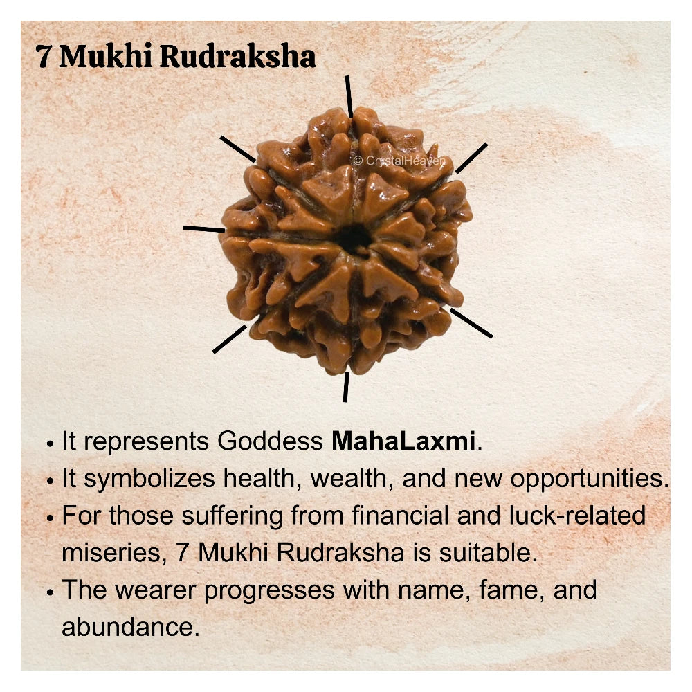 7 Mukhi Rudraksha - Certified