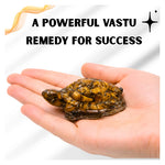 Tiger Eye Tortoise Kachhua