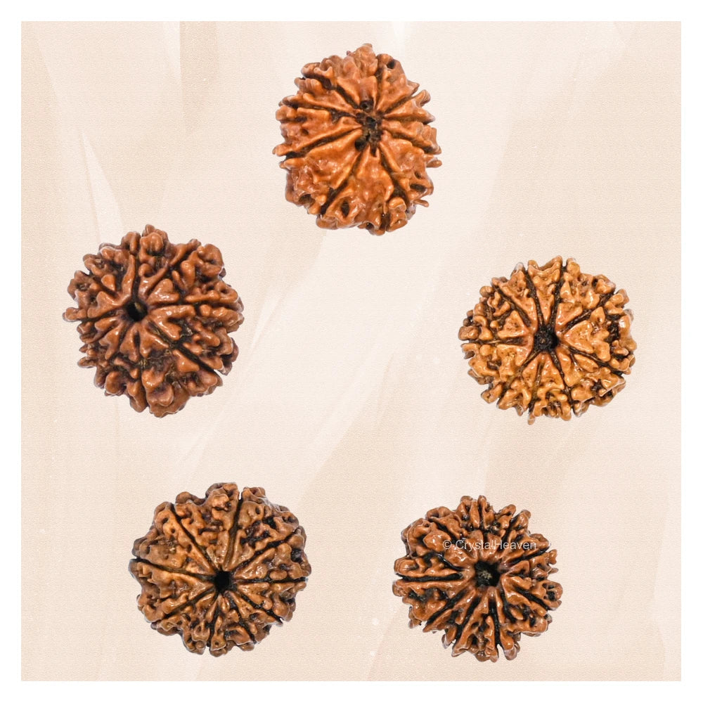 9 Mukhi Rudraksha - Certified
