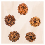9 Mukhi Rudraksha - Certified