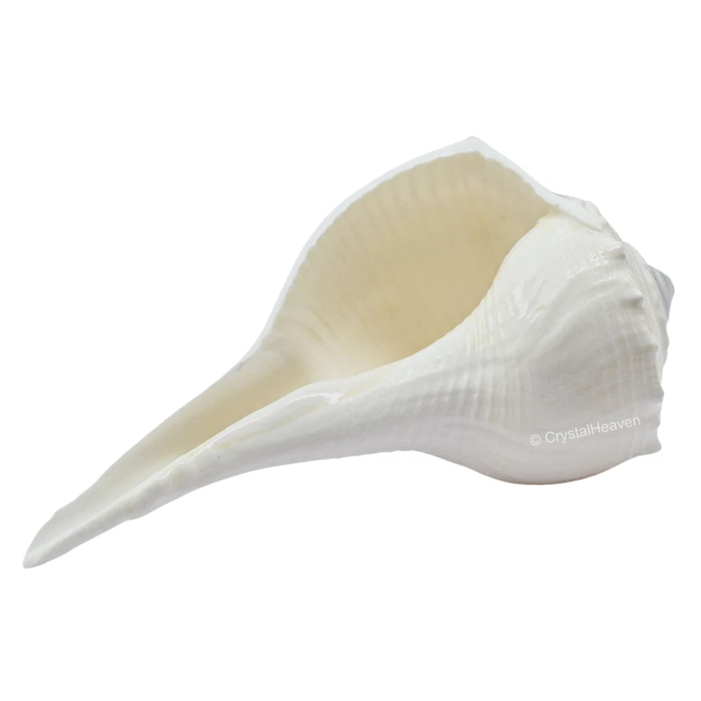 Dakshinavarti Shankh Conch Shell (2" INCH)