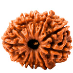 11 Mukhi Rudraksha - Certified