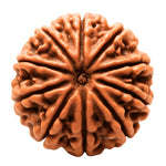 10 Mukhi Rudraksha - Certified