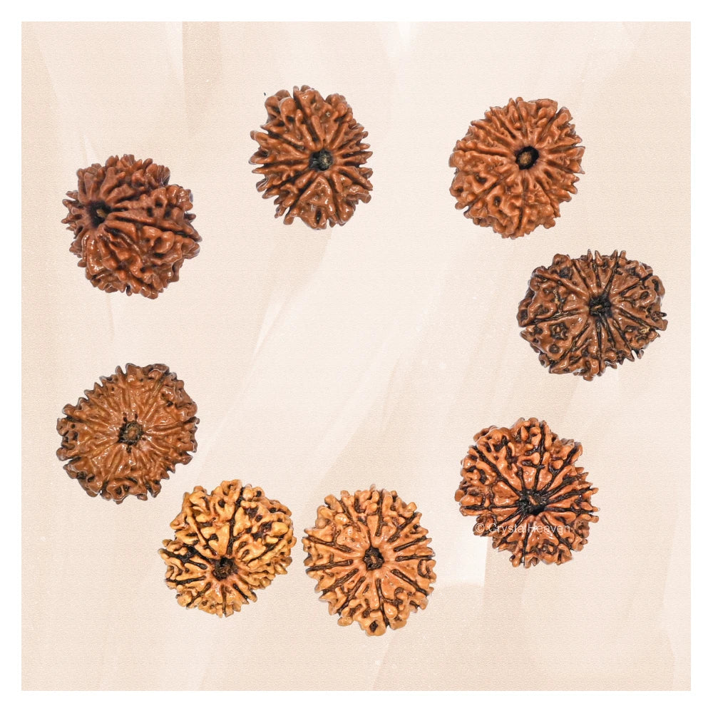 11 Mukhi Rudraksha - Certified