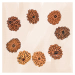 11 Mukhi Rudraksha - Certified