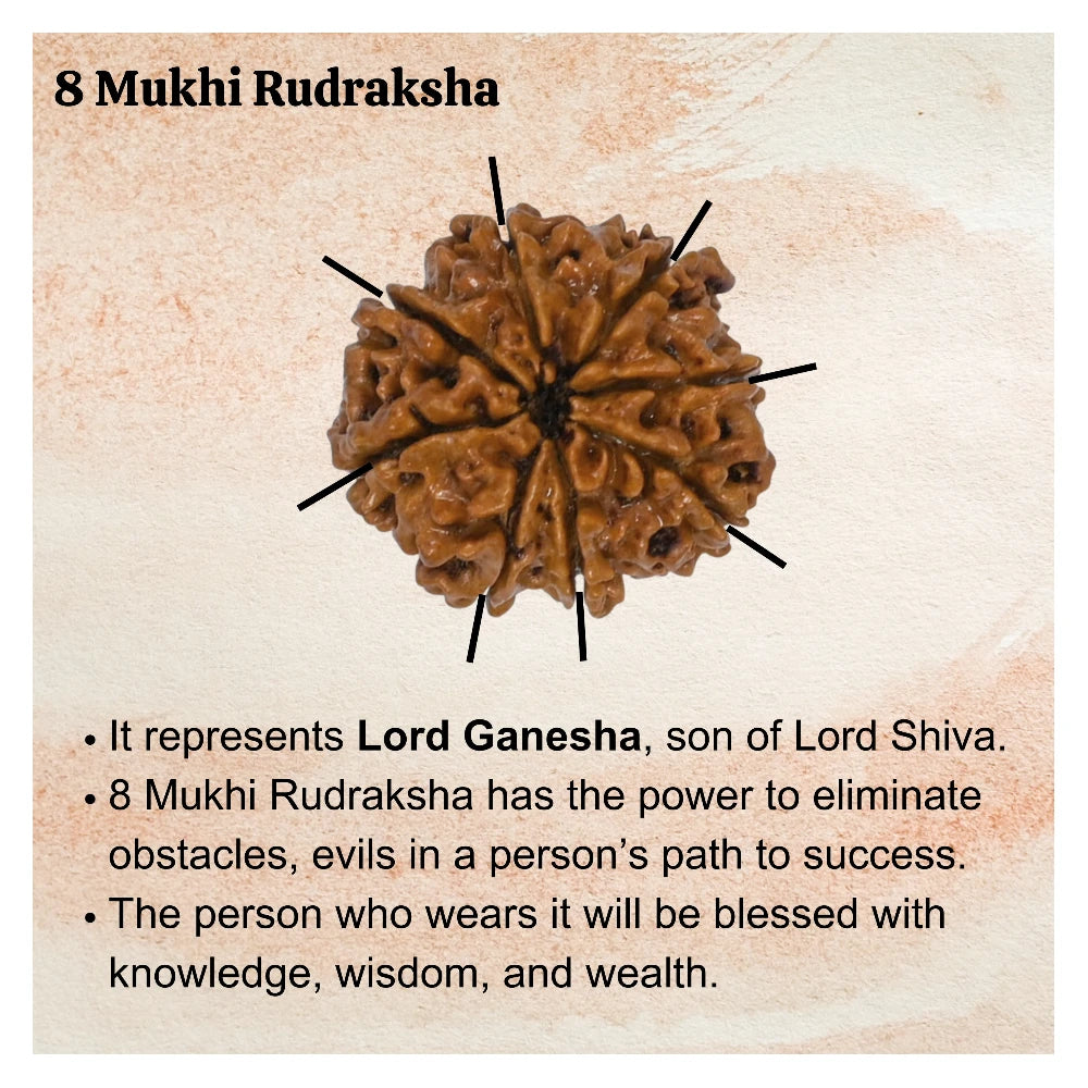 8 Mukhi Rudraksha - Certified