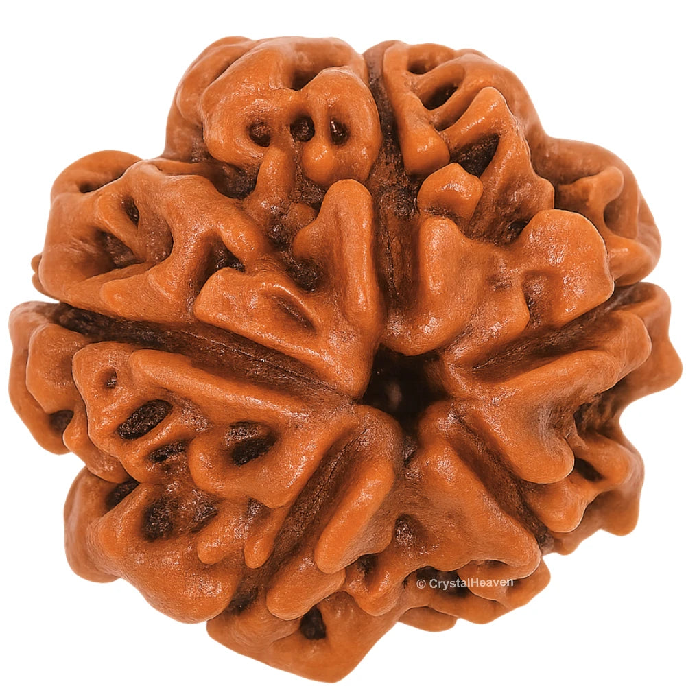 5 Mukhi Rudraksha - Certified