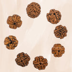 4 Mukhi Rudraksha - Certified