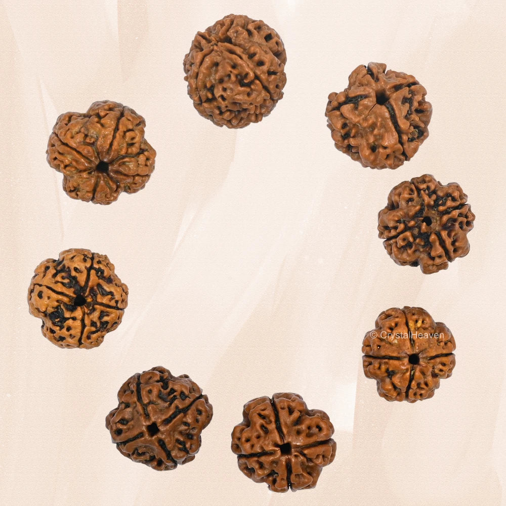 4 Mukhi Rudraksha - Certified