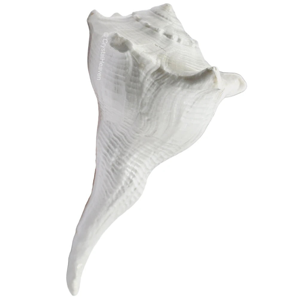 Dakshinavarti Shankh Conch Shell (4" to 5" INCH)