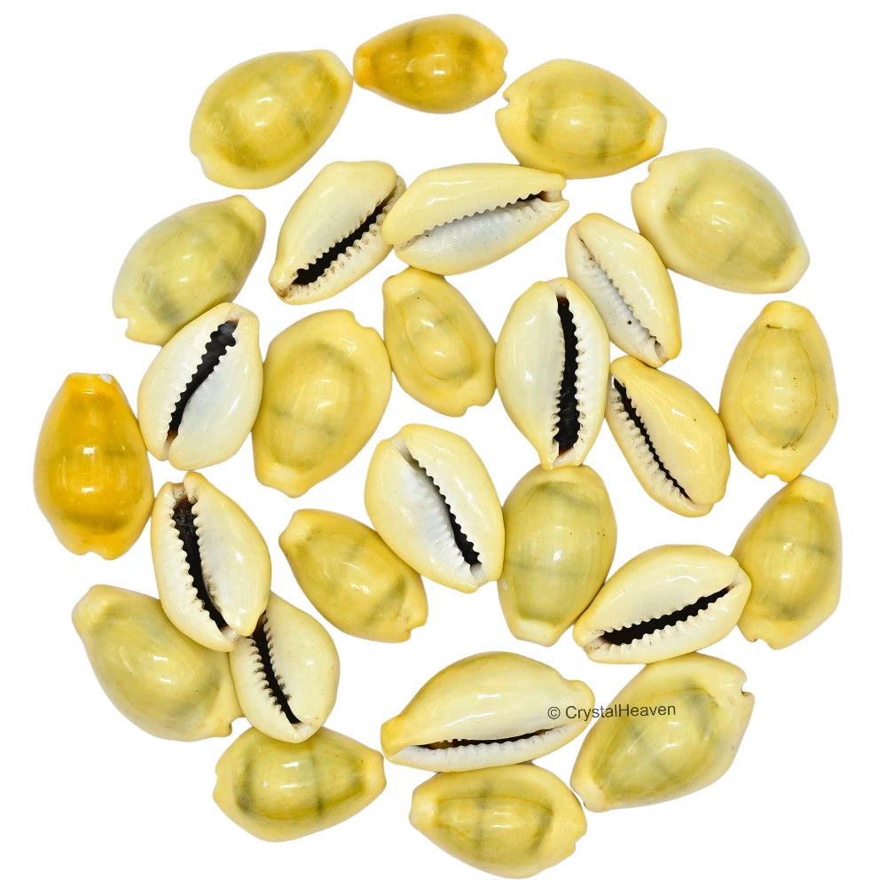 Kodi Cowrie Shell (11 Pieces)