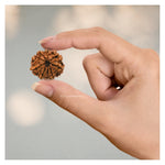 9 Mukhi Rudraksha - Certified
