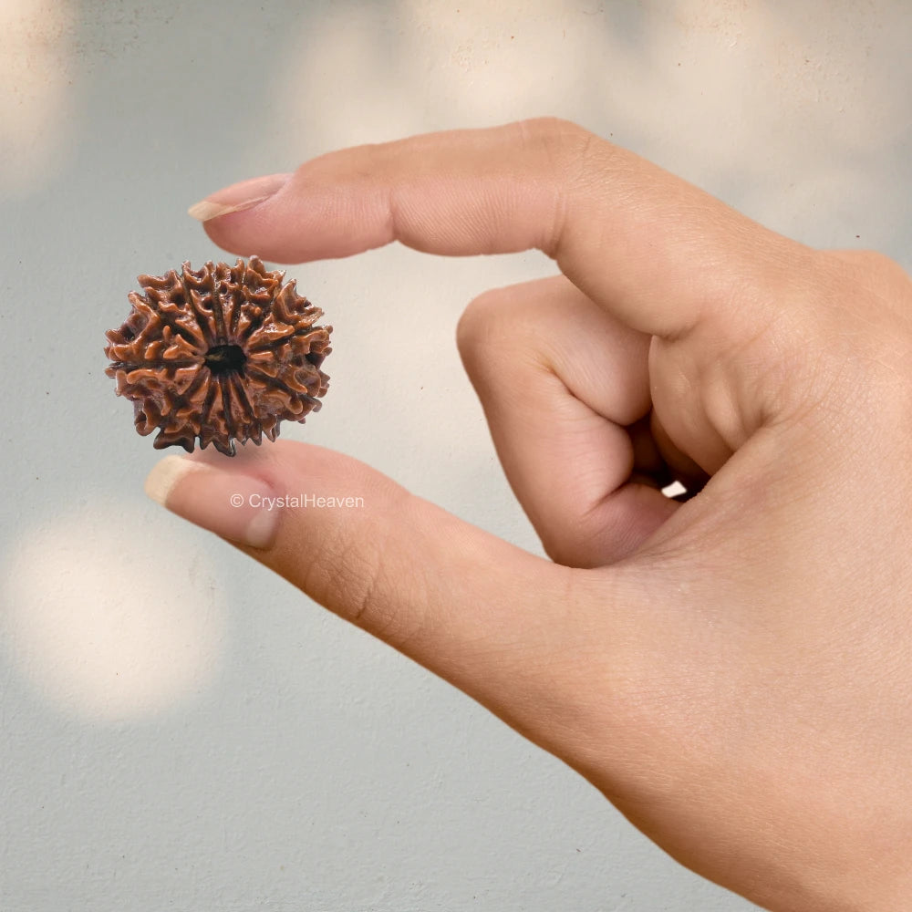 12 Mukhi Rudraksha - Certified