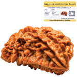 1 Mukhi Rudraksha - Certified