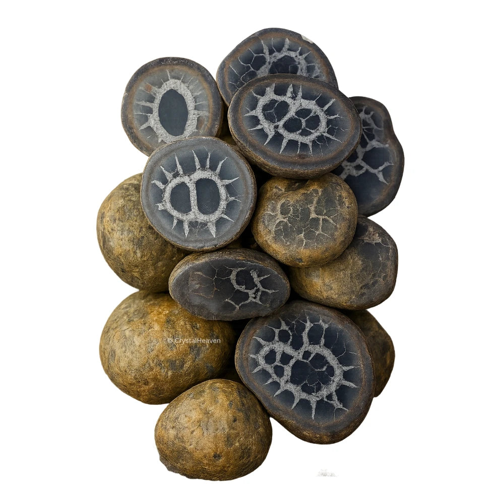 Natural Septarian Nodules Fossilized - Pair of 2 (Medium)