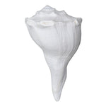 Dakshinavarti Shankh Conch Shell (6" to 7" INCH)
