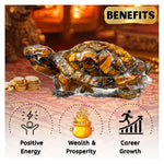Tiger Eye Tortoise Kachhua