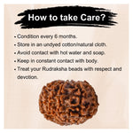 11 Mukhi Rudraksha - Certified