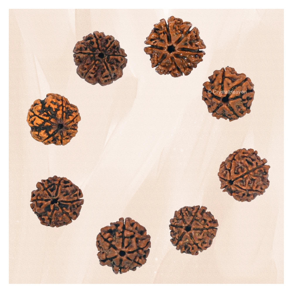 6 Mukhi Rudraksha - Certified