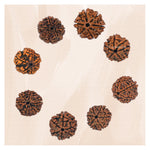 6 Mukhi Rudraksha - Certified