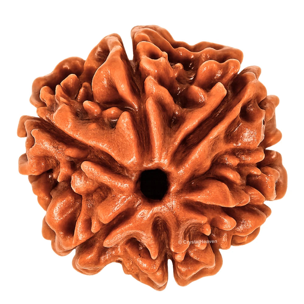 6 Mukhi Rudraksha - Certified