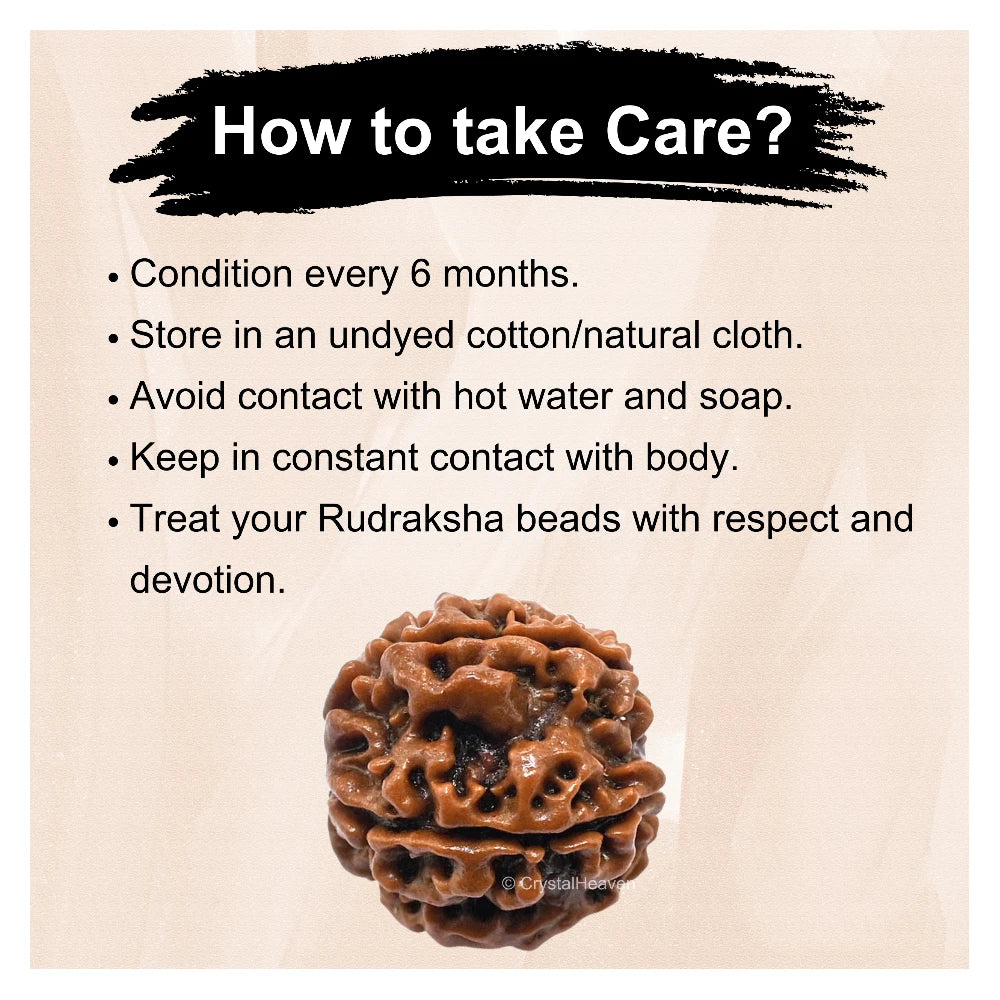 5 Mukhi Rudraksha - Certified