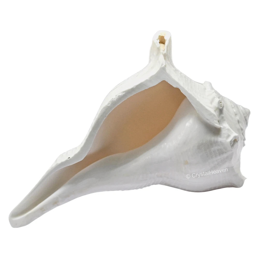 Dakshinavarti Shankh Conch Shell (4" to 5" INCH)