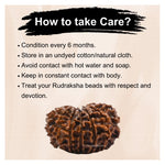 12 Mukhi Rudraksha - Certified